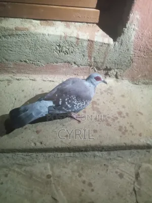 Spekled Pigeon