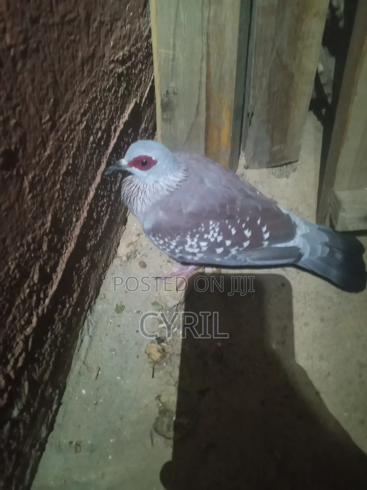 Spekled Pigeon