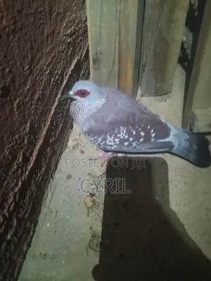 Spekled Pigeon