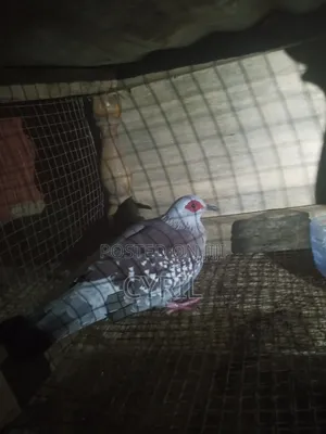 Spekled Pigeon