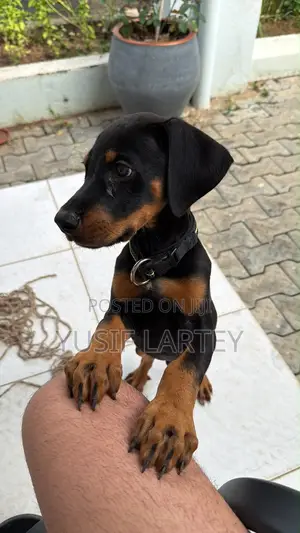 1-3 months Male Purebred Doberman Pinscher