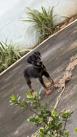 1-3 months Male Purebred Doberman Pinscher