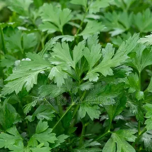 Fresh Parsley
