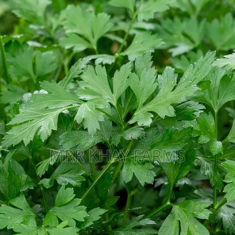 Fresh Parsley