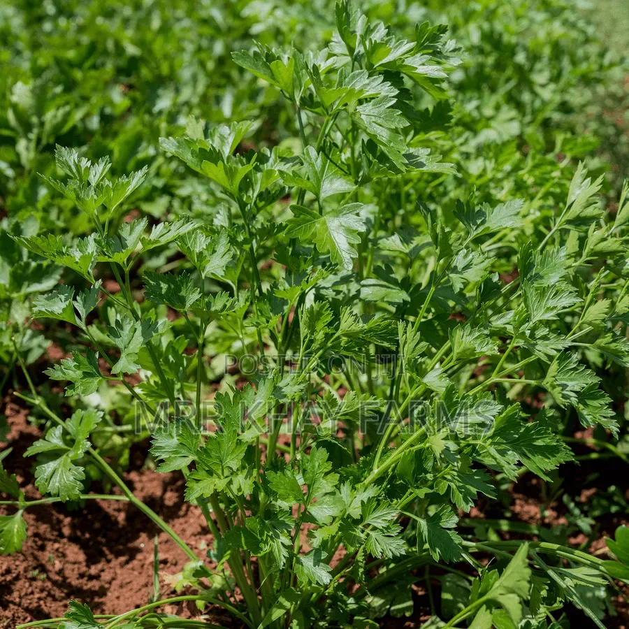 Fresh Parsley