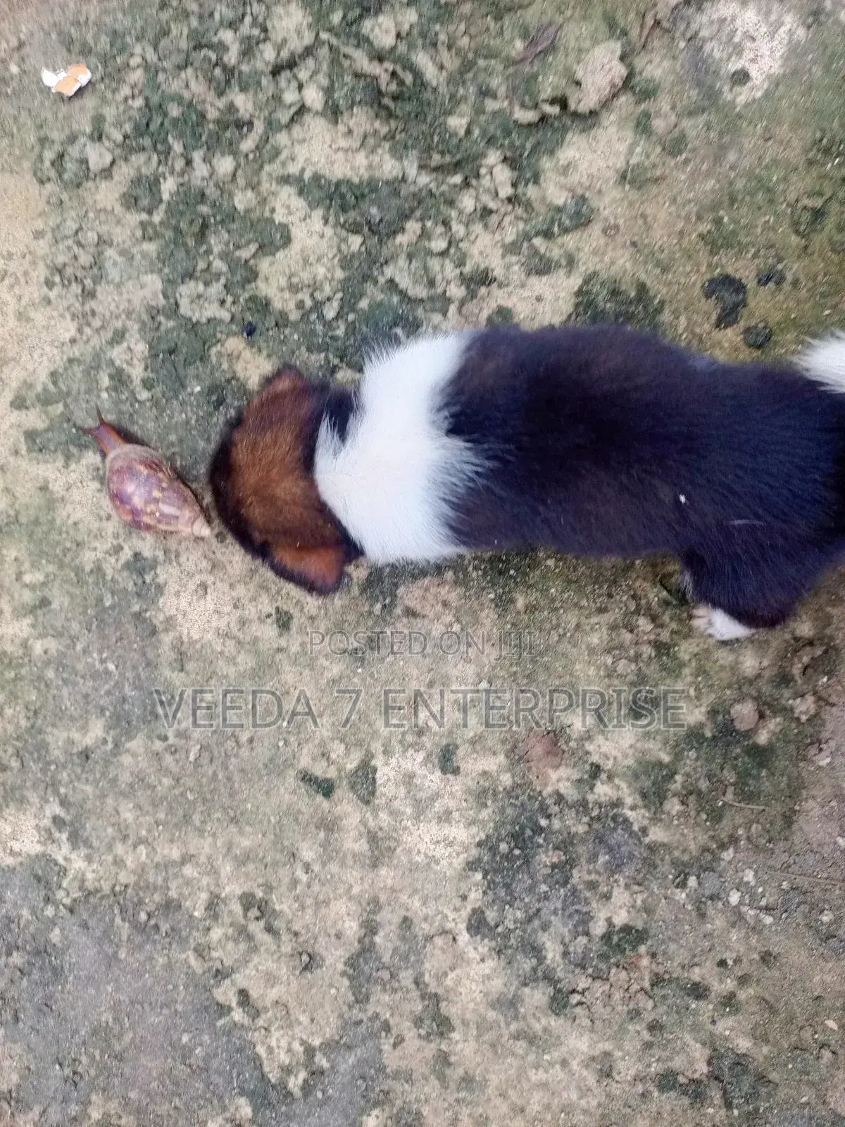 1-3 months Male Mixed Breed Dog