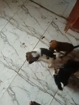 1-3 months Male Mixed Breed Dog