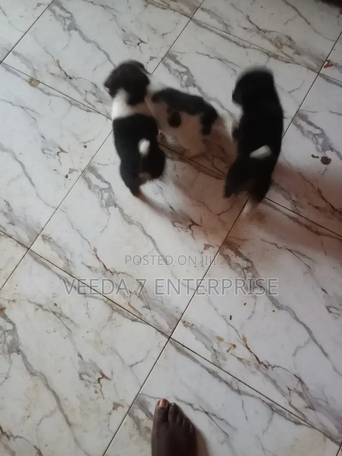 1-3 months Male Mixed Breed Dog