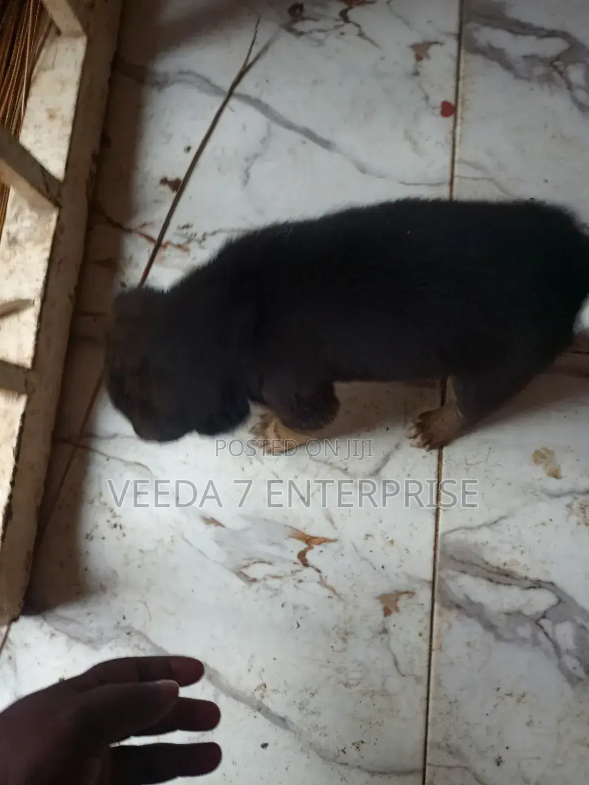 1-3 months Male Mixed Breed Dog
