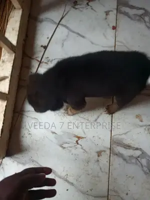 1-3 months Male Mixed Breed Dog