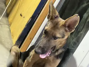 3-6 months Female Purebred German Shepherd
