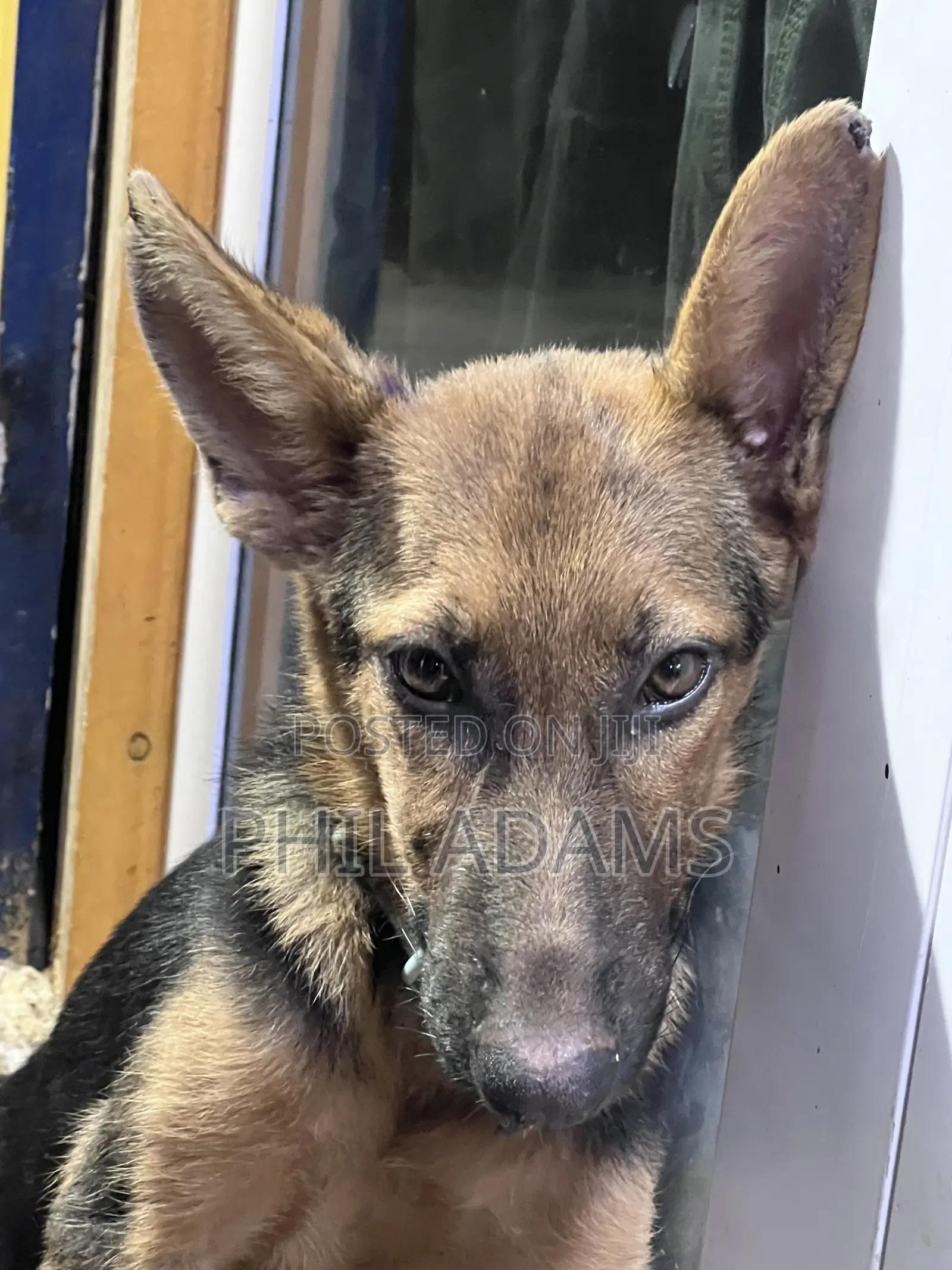 3-6 months Female Purebred German Shepherd