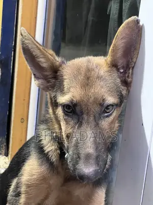 3-6 months Female Purebred German Shepherd