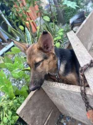 3-6 months Female Purebred German Shepherd