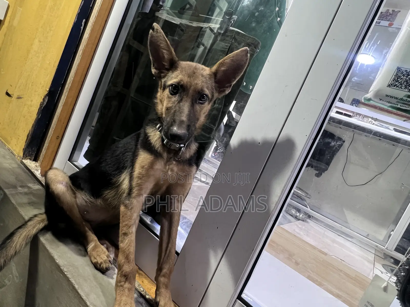 3-6 months Female Purebred German Shepherd