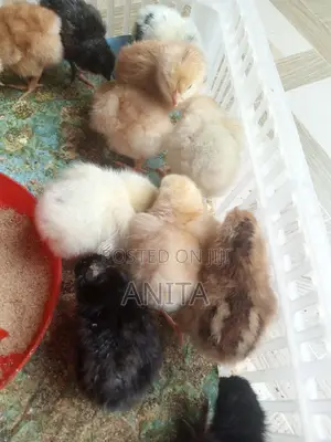 Hybrid Day Old Chicks