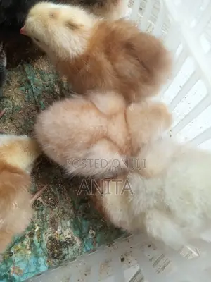 Hybrid Day Old Chicks