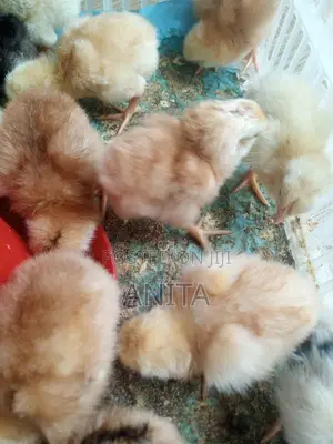 Hybrid Day Old Chicks