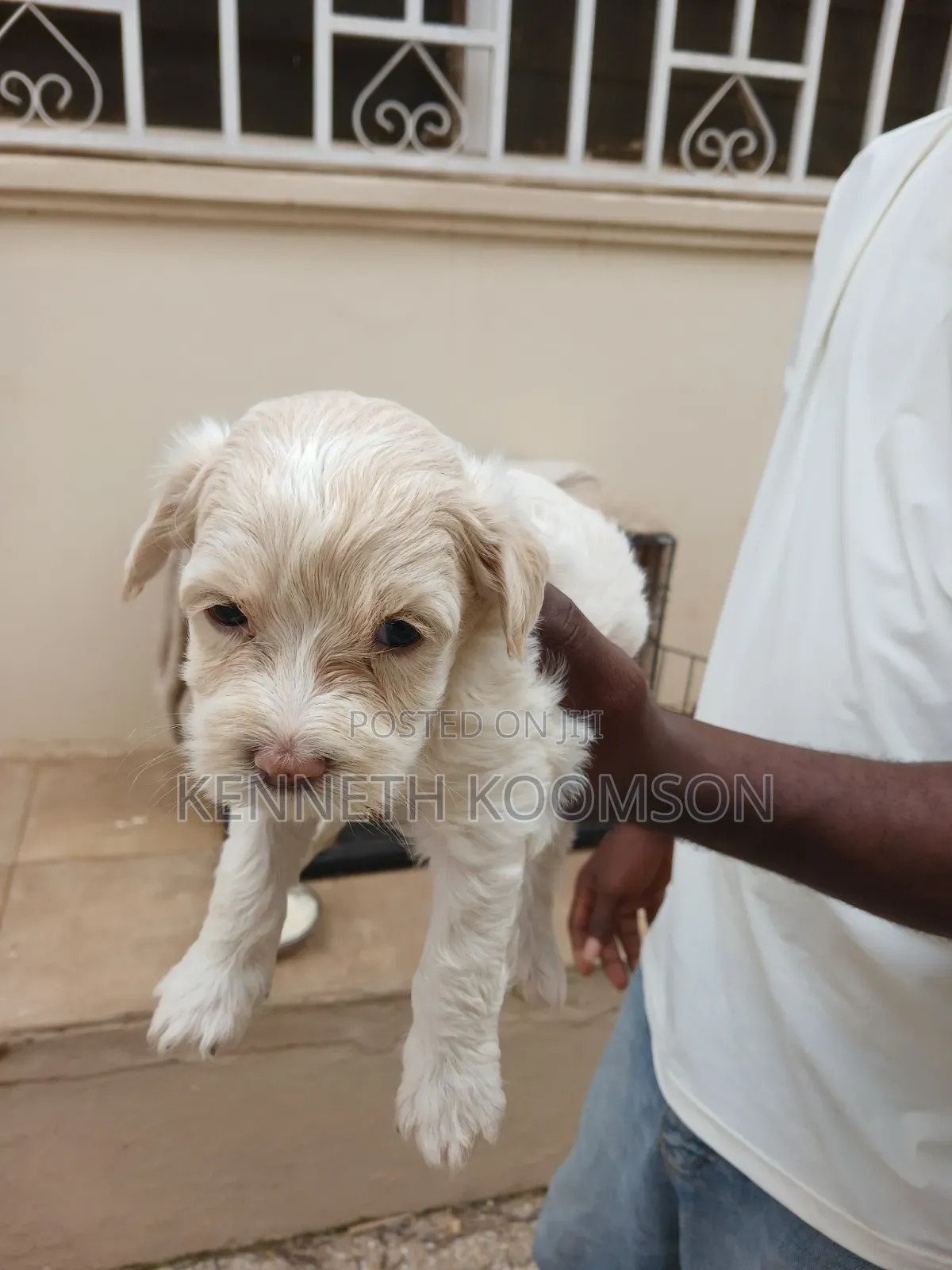 1-3 months Male Purebred Maltese