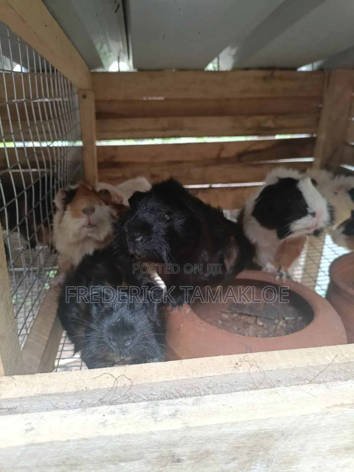 Foreign Guinea Pig
