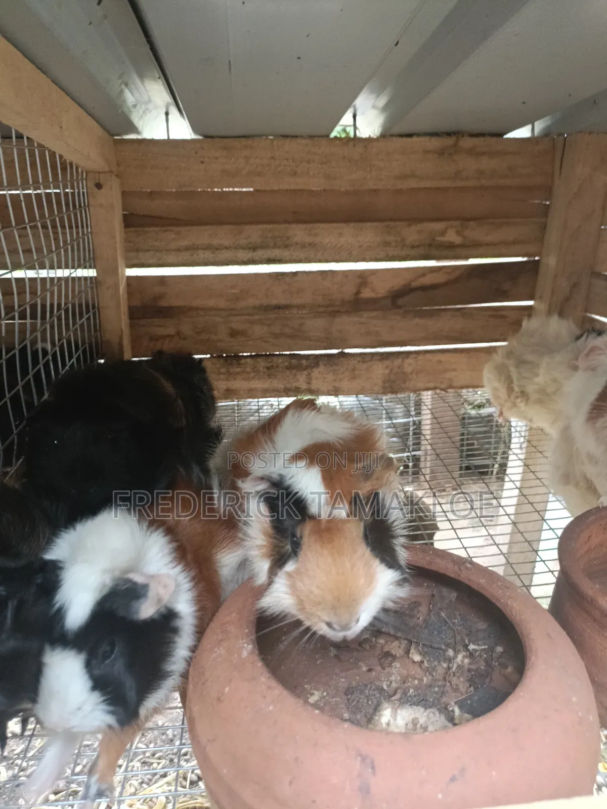 Foreign Guinea Pig