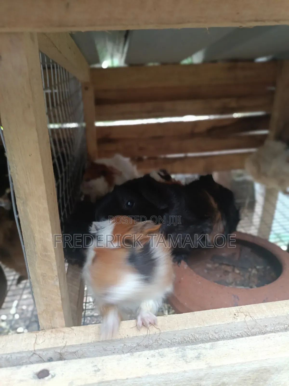 Foreign Guinea Pig