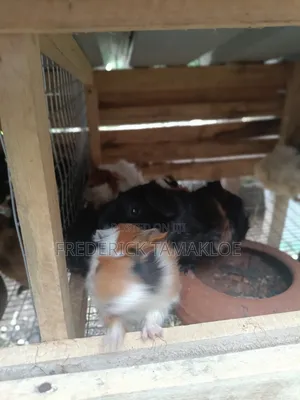 Foreign Guinea Pig