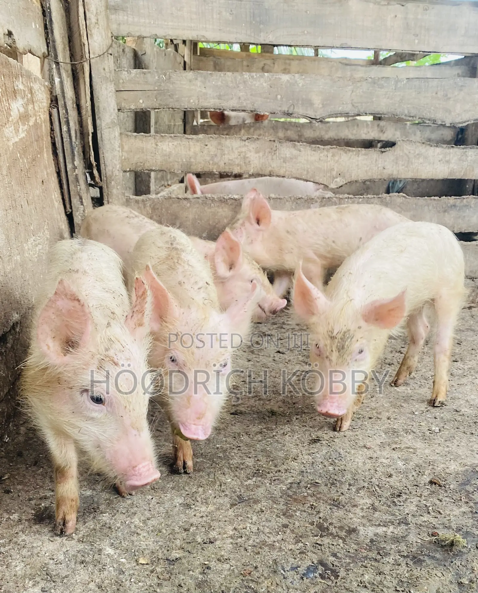 Kobby’S Farm