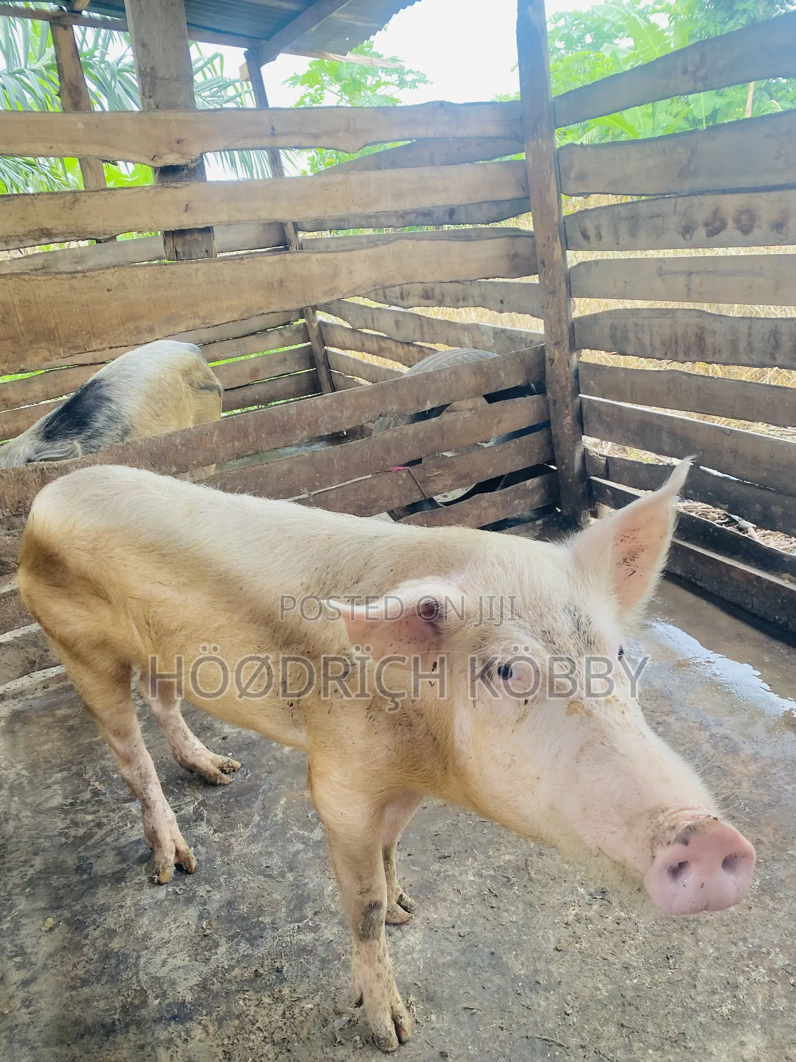 Kobby’S Farm