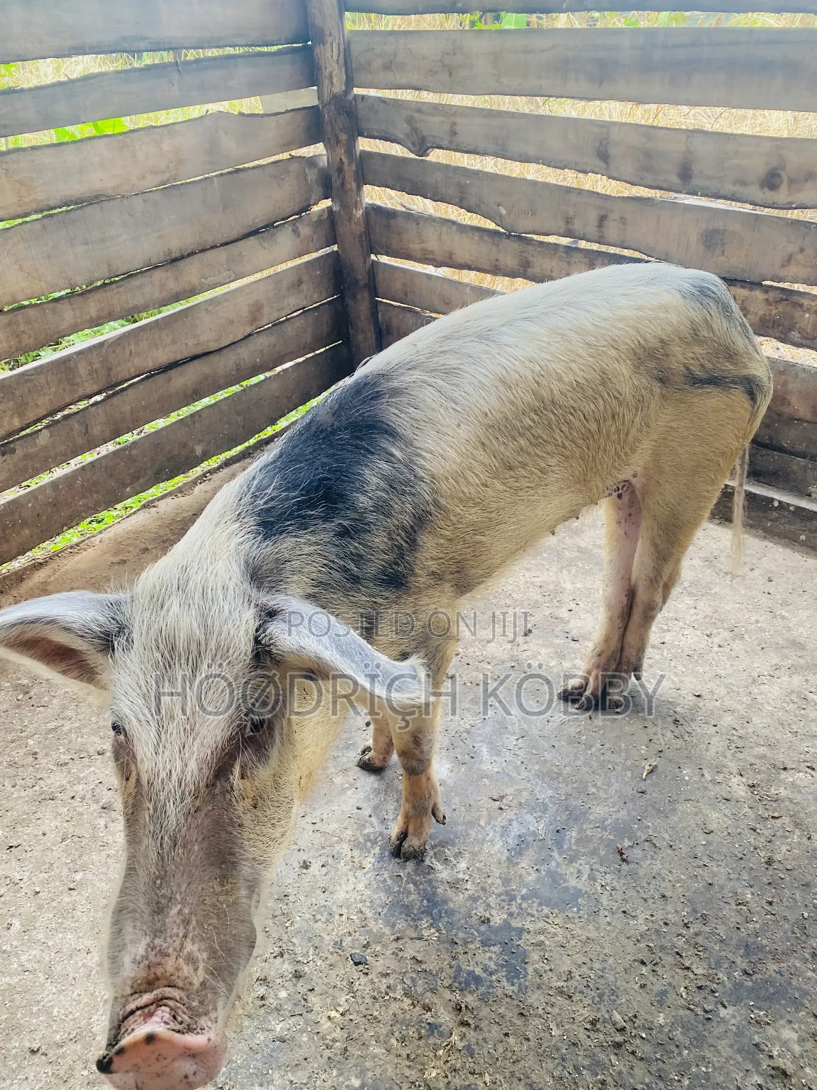 Kobby’S Farm