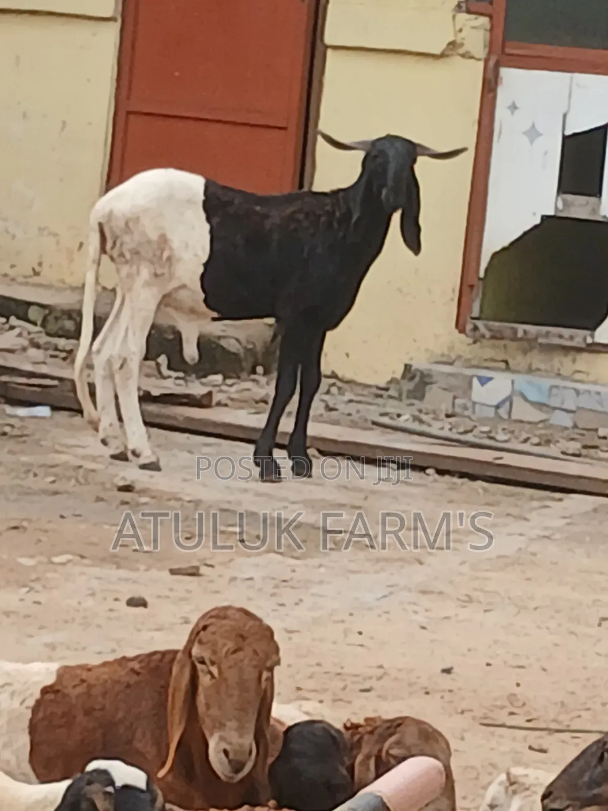 Healthy Ram