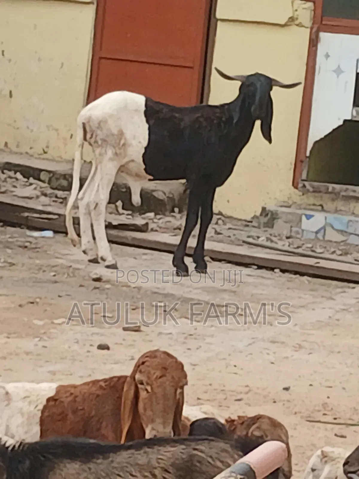 Healthy Ram