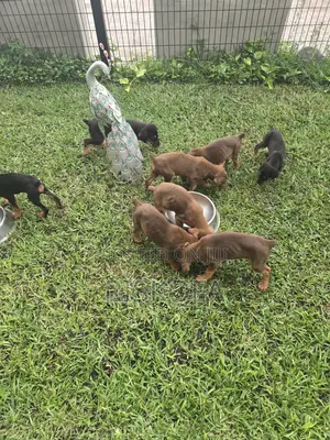 1-3 months Male Purebred Doberman Pinscher