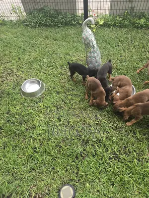 1-3 months Male Purebred Doberman Pinscher