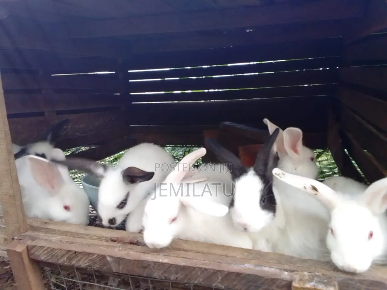 High-Breed Breeding Rabbits Quality Livestock – Available Now