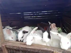 High-Breed Breeding Rabbits Quality Livestock – Available Now