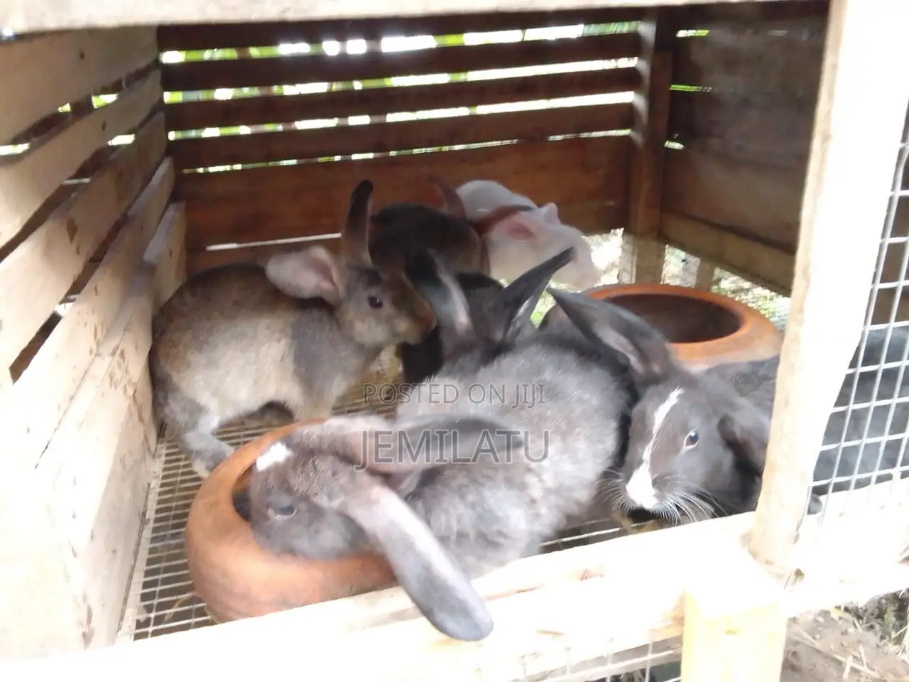 High-Breed Breeding Rabbits Quality Livestock – Available Now