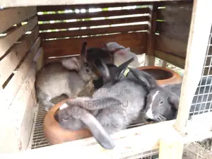 High-Breed Breeding Rabbits Quality Livestock – Available Now