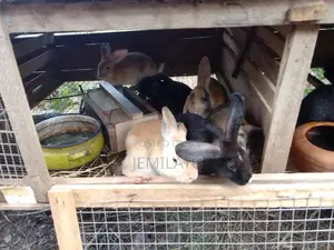 High-Breed Breeding Rabbits Quality Livestock – Available Now