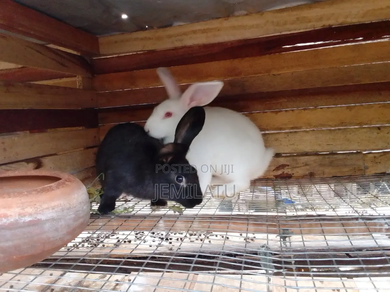 High-Breed Breeding Rabbits Quality Livestock – Available Now