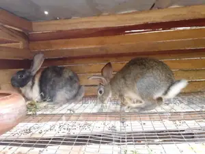 High-Breed Breeding Rabbits Quality Livestock – Available Now