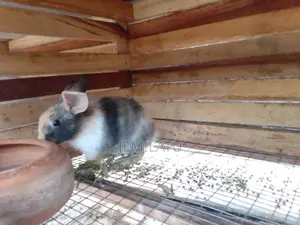 High-Breed Breeding Rabbits Quality Livestock – Available Now