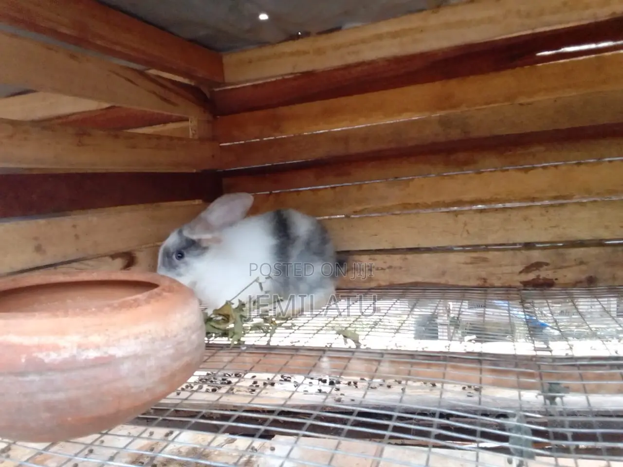 High-Breed Breeding Rabbits Quality Livestock – Available Now