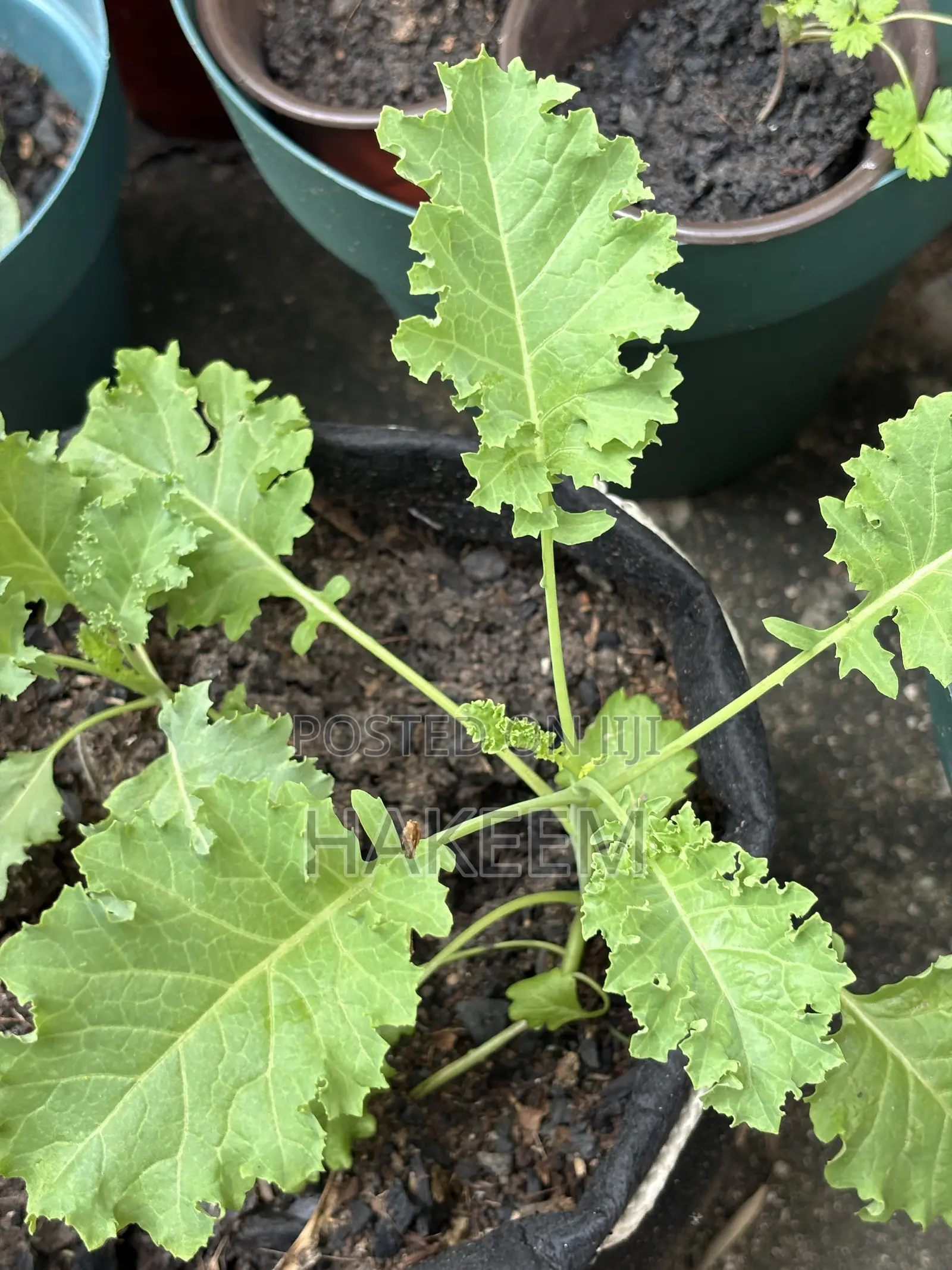 Kale Seedlings