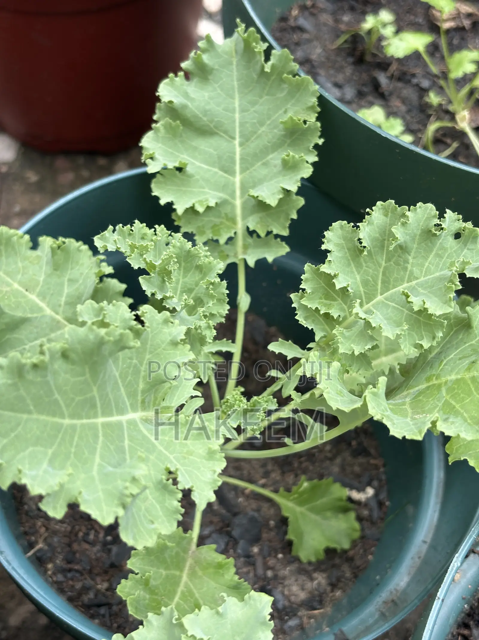 Kale Seedlings