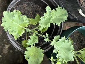Kale Seedlings