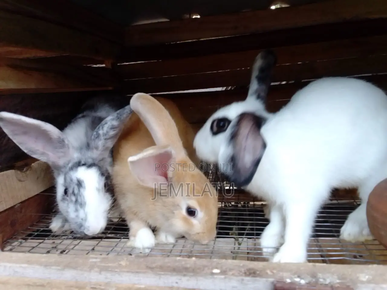 High-Breed Breeding Rabbits Quality Livestock – Available Now