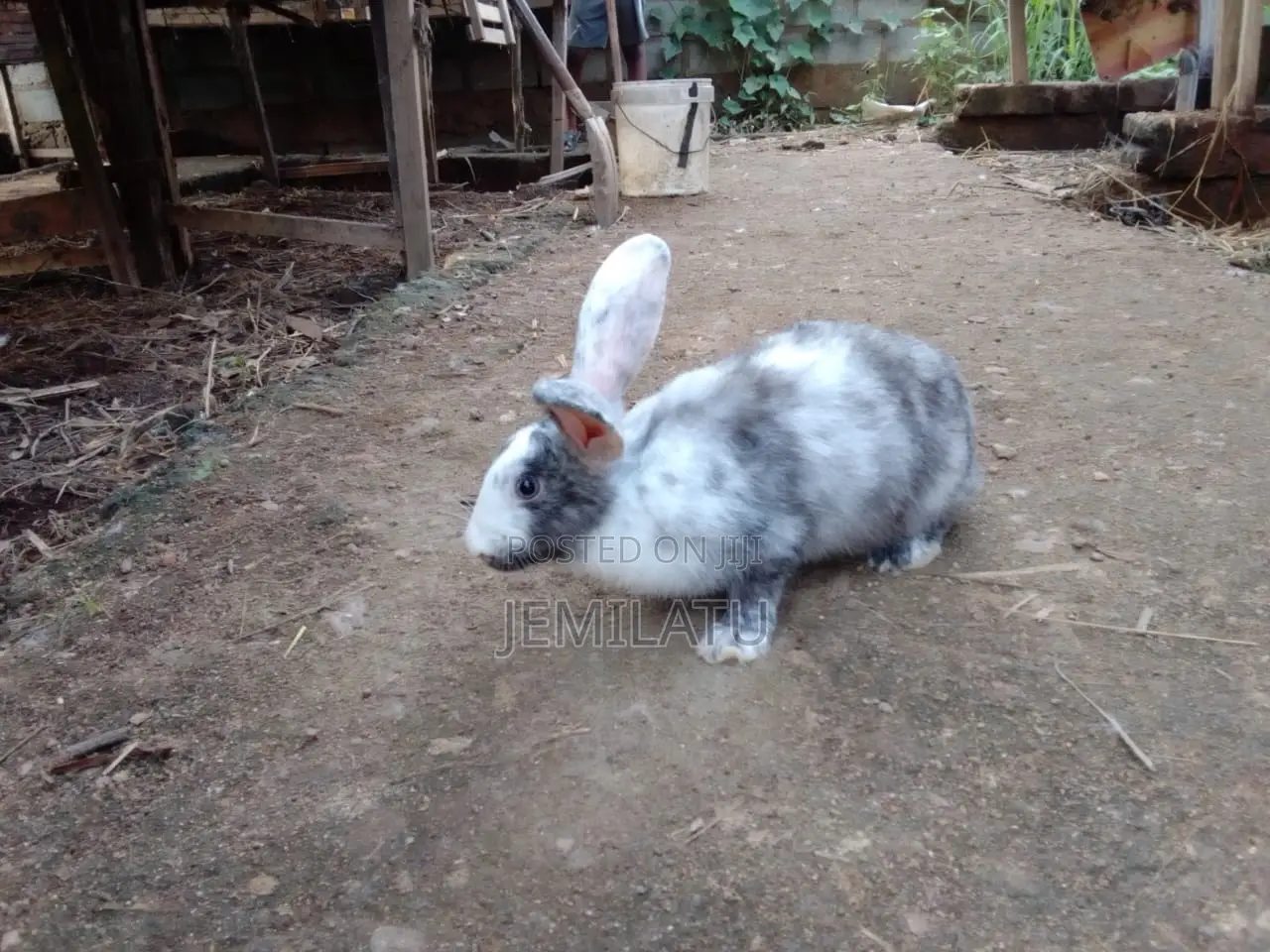 High-Breed Breeding Rabbits Quality Livestock – Available Now