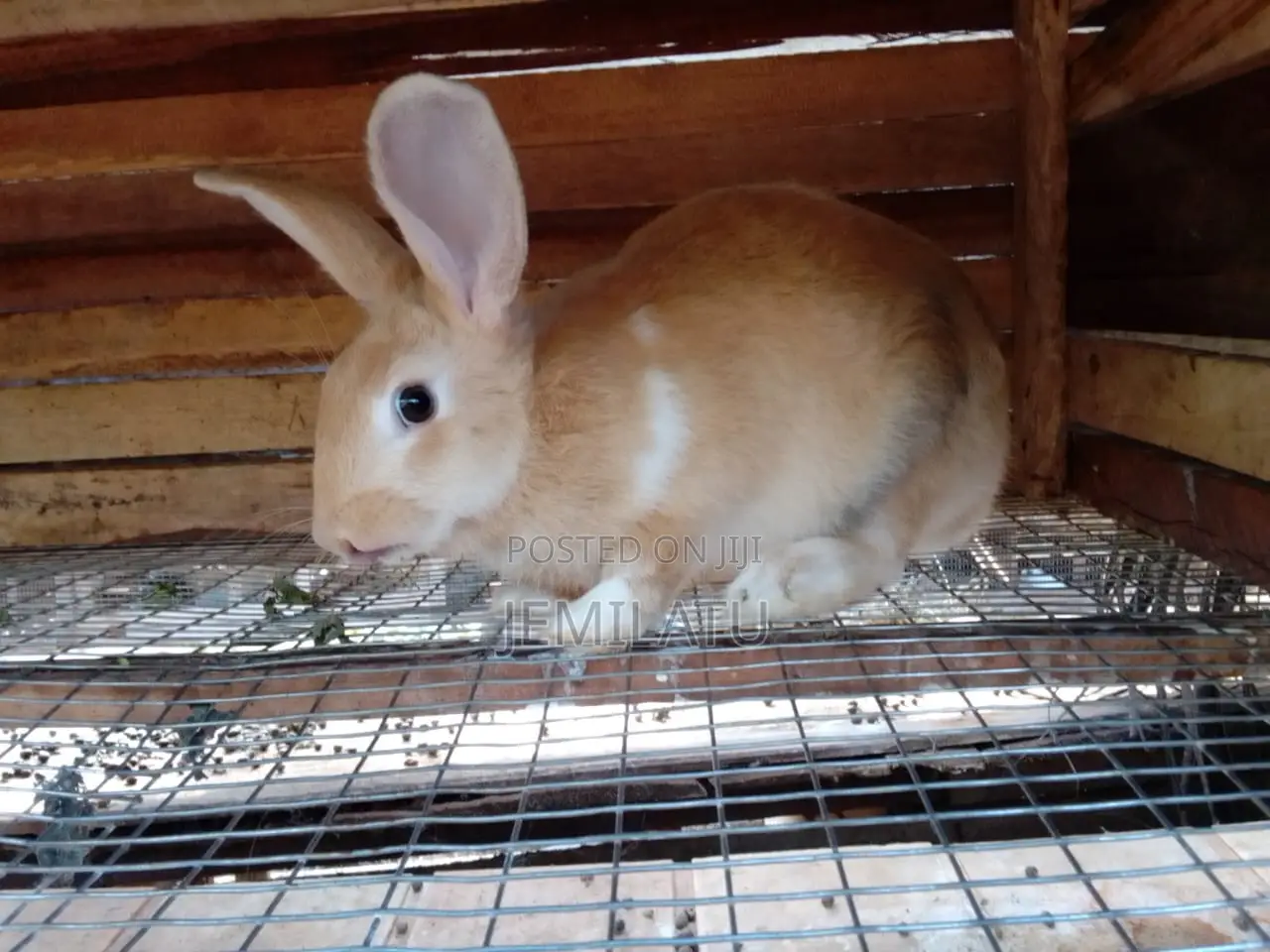 High-Breed Breeding Rabbits Quality Livestock – Available Now