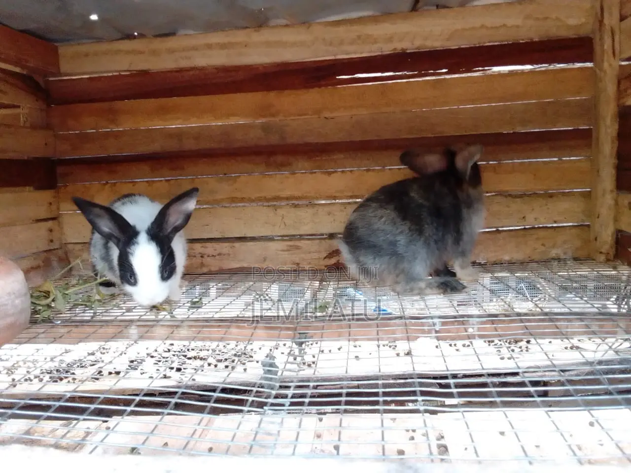 High-Breed Breeding Rabbits Quality Livestock – Available Now
